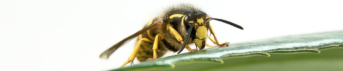Get rid of wasps nests. Pest control Haslemere, Farnham Godalming,