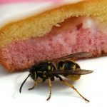Wasps around food.