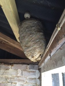 Wasp nest in loft.