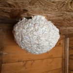 Wasp nest in shed.