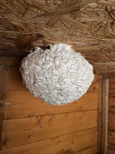 Wasp nest in shed.
