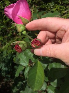 Wasp damage to flowers.
