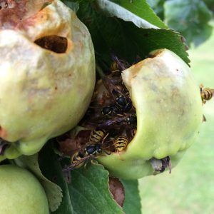 Wasps damaging fruit