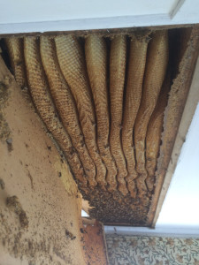 Wild bees above dormer window