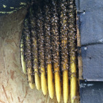 Bee colony living in shed