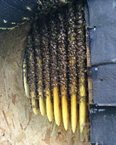 Bee colony living in shed