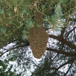 Bee swarm in settled in a tree - we can remove bees