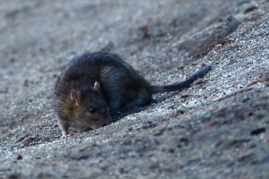 Brown Rat Foraging