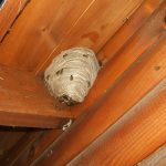 Wasp nest in eaves.