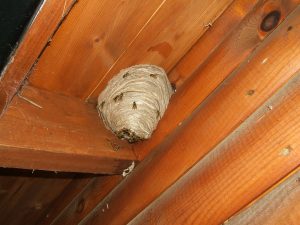 Wasp nest in eaves.