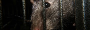 Rats Professional Services