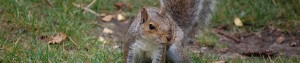 Squirrel Control - local pest control by Nature In Balance