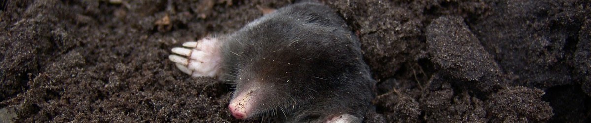 Moles Pest Control in Surrey, East Hampshire and West Sussex by Nature In Balance