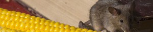 Mice; Pest Control (Surrey, Hampshire & West Sussex) from Nature In Balance