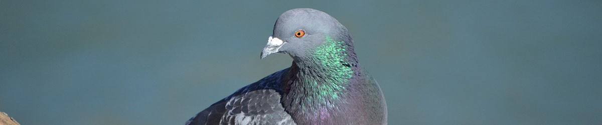 Pigeons Control by Nature In Balance