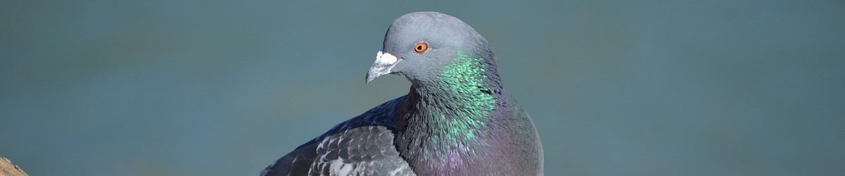 Pigeons Control by Nature In Balance