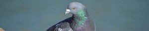 Pigeons Control by Nature In Balance
