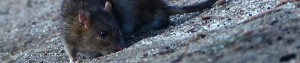 Rats Local Pest Control From Nature In Balance (Surrey, Sussex, Hampshire)