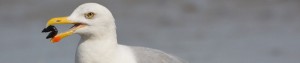 Seagull Control by Nature In Balance