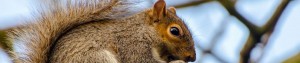 Pest control Farnham, Guildford, Alton, Godalming, Haslemere, Midhurst