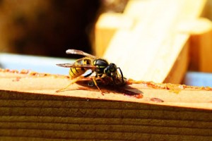 Wasp-Sitting-On-Wood