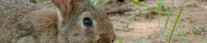 Rabbit Control from Nature in Balance