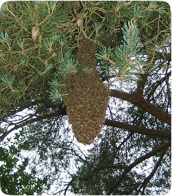 Bee swarm in tree, bees removed and put in a hive.