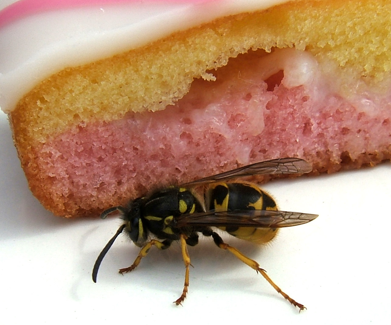 Wasps around food.