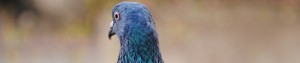Pest Control Services in Surrey, East Hants, West Sussex
