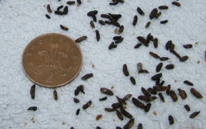 Mouse dropping contamination of laundry in Farnham