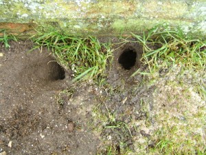 Rat holes under bird table.