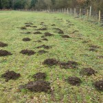 Mole hills in field