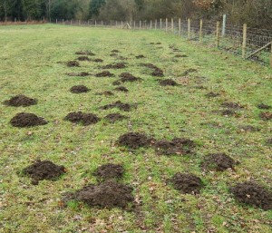 Mole hills in field