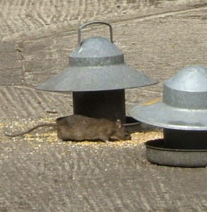 Rat eating chicken food