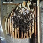 Bee colony in internal wall.