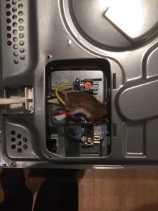 Mouse electrocuted in cooker.
