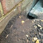 Rat burrow near bird feeders in Halemere